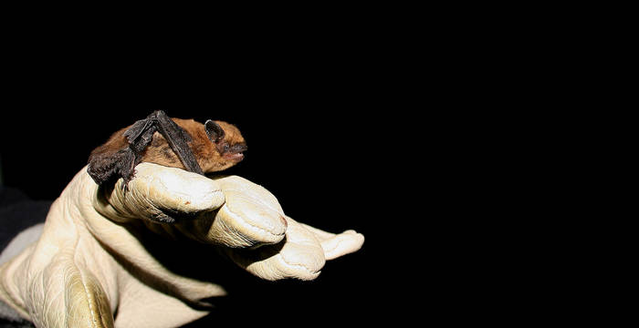 pipistrello