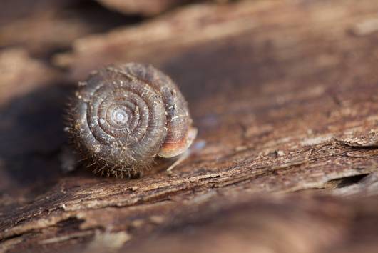 Chiocciola pelosa