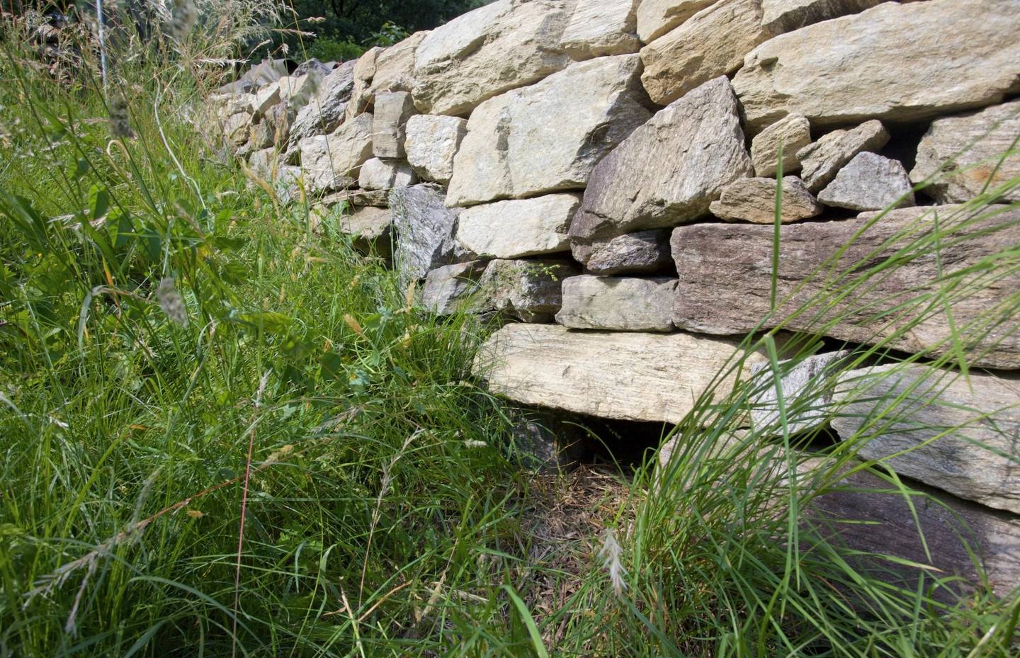 Un rifugio per ricci costruito in un muro a secco