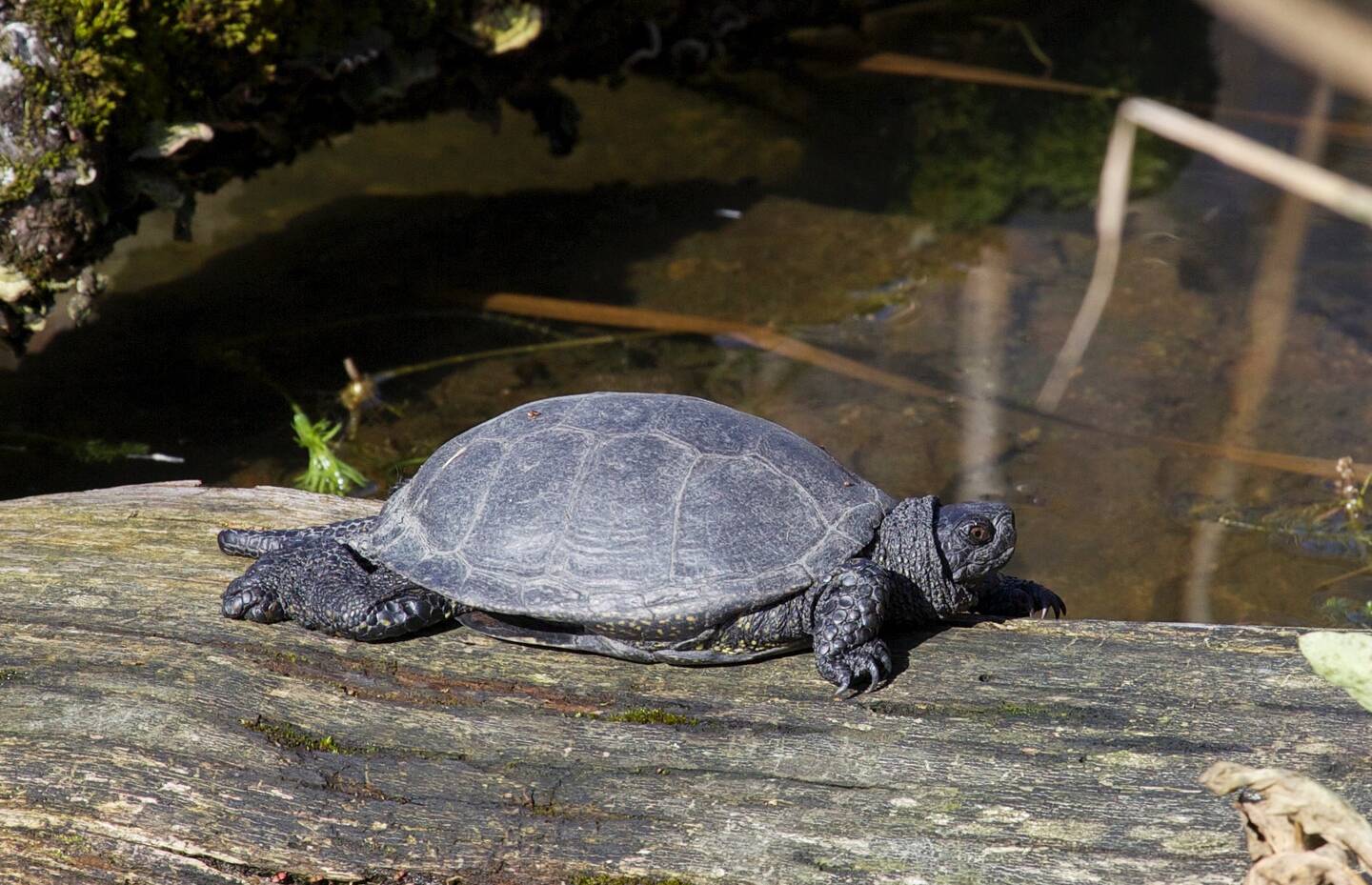 Testuggine palustre europea (Emys orbicularis)