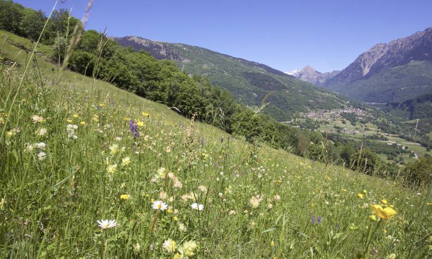 Prato magro a Negrentino